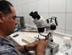 Arılar Yapay Tohumlama Yöntemiyle Direnç Kazandırılıyor