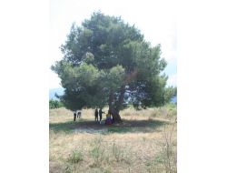 Yağmurda Ağaç Altında Telefonla Konuşurken Yıldırım Çarptı