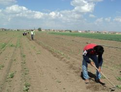 Mevsimlik Tarım İşçileri, Pancarda Çapa İşine Başladı