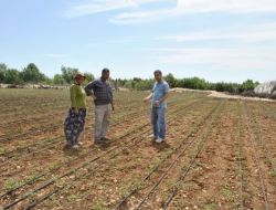 Silifke’de Dometes Fideleri Solarizasyon Sistemiyle Korunuyor