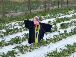 Dolu, Çilek Tarlalarını Vurdu!