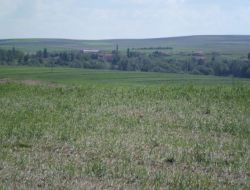 Sarıkaya’da Dolu 7 Bin Dekar Tarım Alanına Zarar Verdi