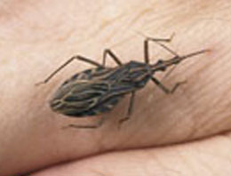 İŞTE Dünyanın Yeni AIDS'i..