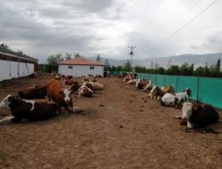 Dap'la Hayvancılık Teşvik Ediliyor