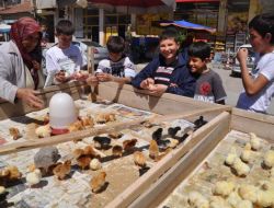 Satılan Civcivler Çocukların İlgisini Çekiyor