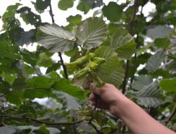 Fındık Bahçelerine Erken Girilebilir