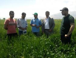 Elbistan Ovası'nda Süne Mücadelesi