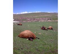 Erzurum'da Koyun Sürüsüne Kaleşnikoflu Saldırı