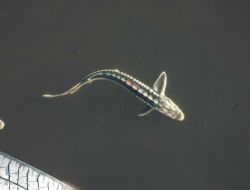 İü, Mersin Balığı Üretimi İçin Küçükboğaz Gölü'nün Tahsisini İstedi