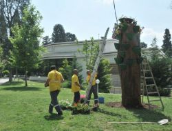 150 Yıllık Kurumuş Ağaca Saksılı Makyaj