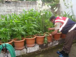 Bursa’da 3 Kilo Kubar Esrar Ve 573 Kök Keneviri