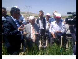 Ereğli’de Süne Ve Kımıl Zararlısıyla Biyolojik Mücadele Sürüyor