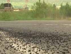 İklim Değişti Rusya'yı Kelebek Ve Sinekler Bastı