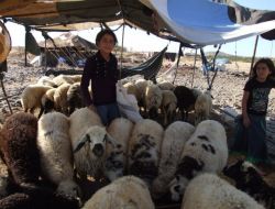 Göçerler Yerleşik Hayata Geçiyor