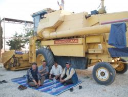 Amik'te Sel Buğday Başaklarına Zarar Verdi, Biçerdöverci İşsiz Kaldı