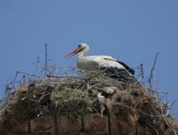 Bosch, Uluabat Gölü’ne Ve Leyleklere Sahip Çıkıyor
