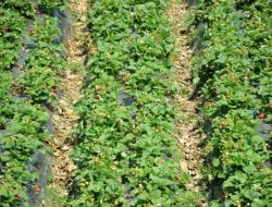 Niğdeli Patates Üreticisi, Çilek Yetiştirmeye Başladı