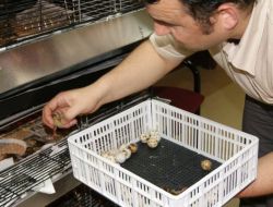 Ordu'da Bıldırcın Yetiştiriciliği Yaygınlaştırılacak