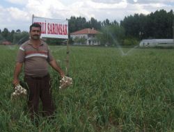 Boğazlıyan’da Sarımsak Hasadı Yaklaştı