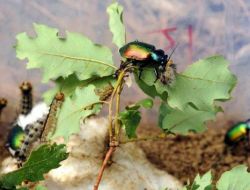 “böcekler Ormana Yangından 5 Kat Daha Fazla Zarar Veriyor”