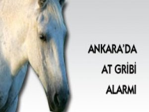 Ankara'da At Gribi Alarmı