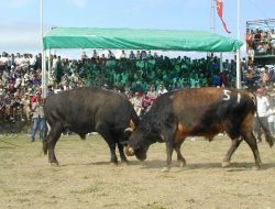 Keles Kocayayla Şenlikleri'nde Boğa Güreşleri De Yapılacak