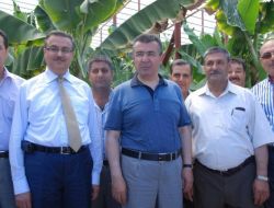 Vali Lekesiz Muz Seralarını Gezdi