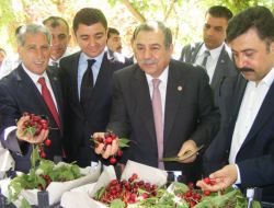 Yeşilli’de Kiraz Festivali Yapılıyor