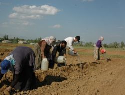 Tarlalarını Sulamak İçin 300 Metreden Kovalarla Su Taşıyorlar