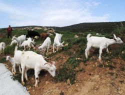 Nüfusu 2 Bine Düşen İbradı'da Göçün Önüne Saanen Keçisiyle Geçilecek