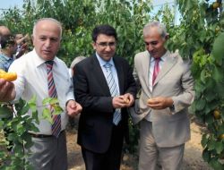 Serada Yetiştirilen İlk Kayısının Hasadı Yapıldı