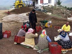 Bucak Orman İşletme Müdürlüğü, Aklaya Köyünde Fidan Üretim Tesisi Kurdu