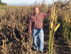 Türk Mühendislerinin Geliştirdiği Mısır Tohumu Verimi Yüzde 50 Artırıyor