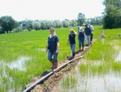 Çeltikte Yabancı Ot İle Mücadele Başladı
