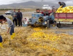 Kabak Atıkları, Besin Değeri Yüksek Kışlık Yem Haline Getirildi