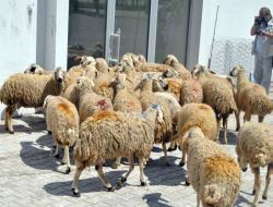 Kırıkkale’de 2 Bin 600 Koyun Dağıtıldı