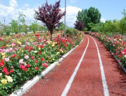 Kazan'da Park Ve Yol Kenarları Güllerle Süslendi