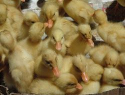 Sıcaktan Bunalan Ördek Yavruları Sudan Çıkmıyor