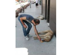 SICAK HAVA HAYVANLARI BAYILTTI