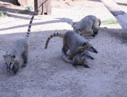 Darıca Hayvanat Bahçesi Yavrularla Şenlendi