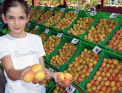 En Güzel Kayısı Yarışması'na 17 Bin Tl Destek