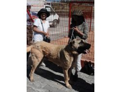 Unesco - Sivas Buluşmasında Yabancı Konuklar Divriği Ulu Cami'ye Hayran Kaldı