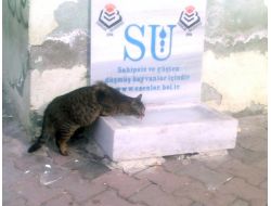 Sahipsiz Hayvanlar İçin Bir Kap Yemek, Bir Kap Su