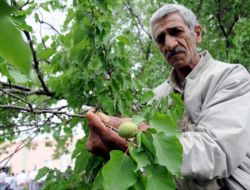 Turuncu Bayrak Kayısı Bahçelerini Uluslararası Standartları Kavuşturacak