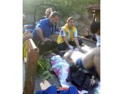 Ihlamur Ağacından Düştükten Sonra Uçuruma Yuvarlandı