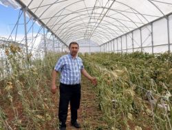 Nusaybin Ve Kızıltepe İlçesinde Binlerce Dönüm Arazi Yandı