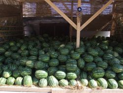 Havanın Isınmasıyla Karpuz Satışları Arttı