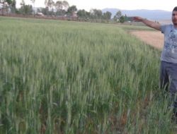 Güroymaklı Çiftçiler Buğdaydan Beklenen Verimi Alamadı