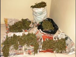 Kadirli’de 3,5 Kilo Esrar, 150 Kök Hint Keneviri