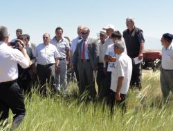Aydan Hanım Arpa Çeşidi Tarla Günüyle Çiftçiye Tanıtıldı
